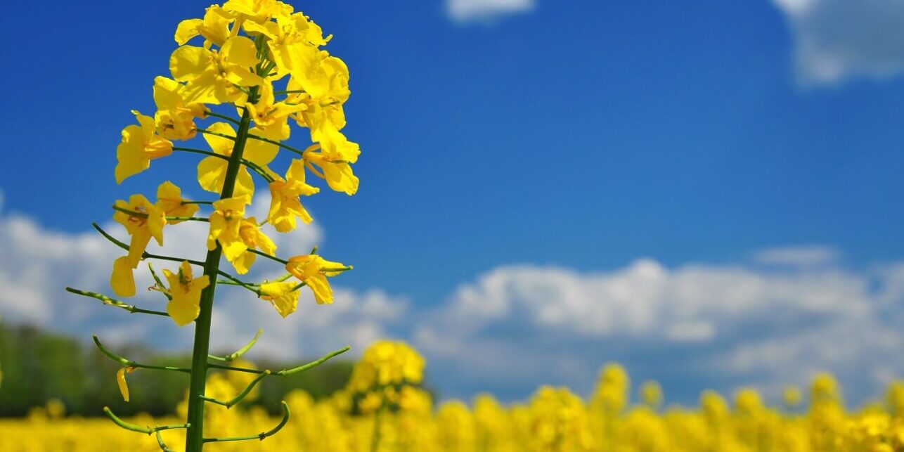 skup rzepaku Godziński Rolnictwo cena rzepaku w skupie