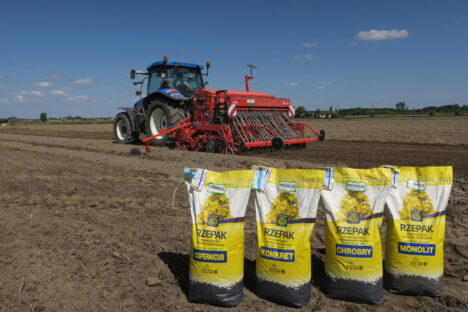 materiał siewny rzepaku Godziński Rolnictwo, nasiona rzepaku, rzepak ozimy nasiona